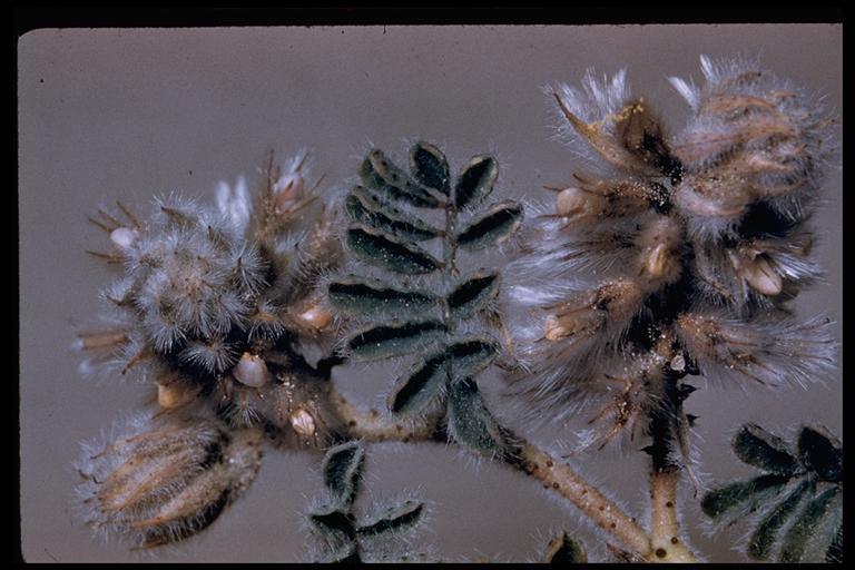 Image of hairy prairie clover