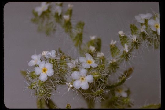 Image of Panamint cryptantha