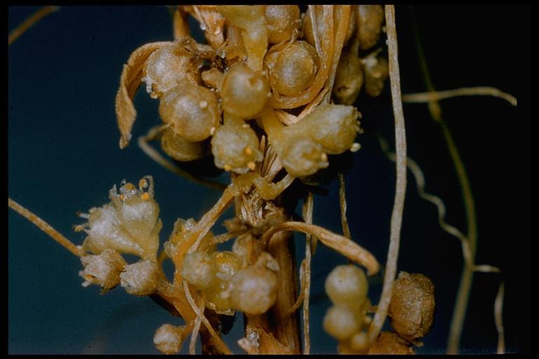 Cuscuta pentagona var. calycina Engelm.的圖片