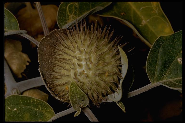 Imagem de Datura wrightii Hort. ex Regel