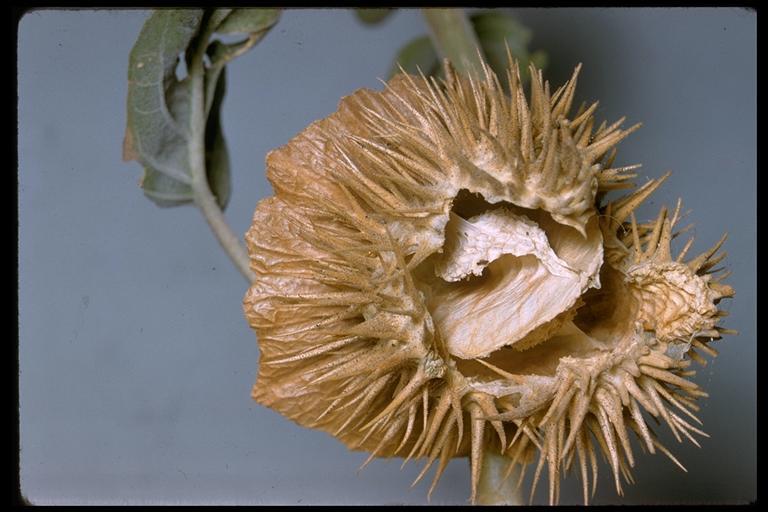 Imagem de Datura wrightii Hort. ex Regel