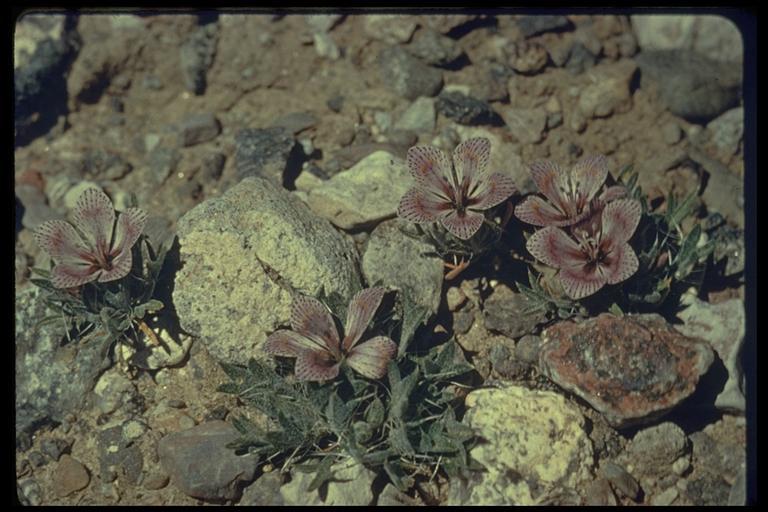 Image of Great Basin langloisia