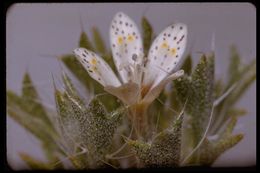 Image of Great Basin langloisia