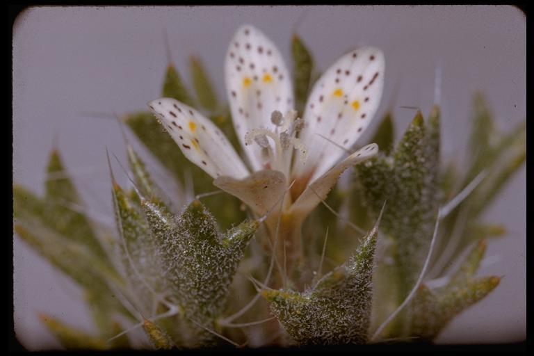 Image of Great Basin langloisia