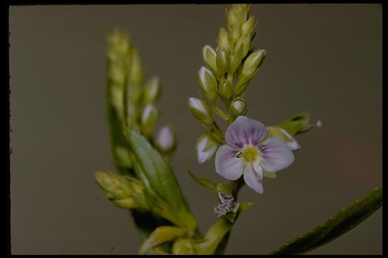 Image of Blue Water-speedwell