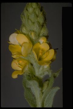 Image of Great Mullein