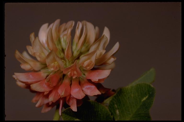 Image of white clover