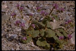 Image of calthaleaf phacelia