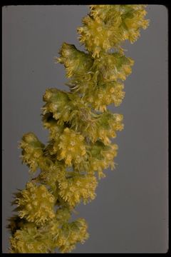 Ambrosia dumosa (A. Gray) Payne的圖片