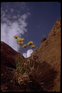 Image of Panamint daisy