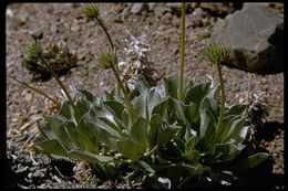 Image of Panamint daisy