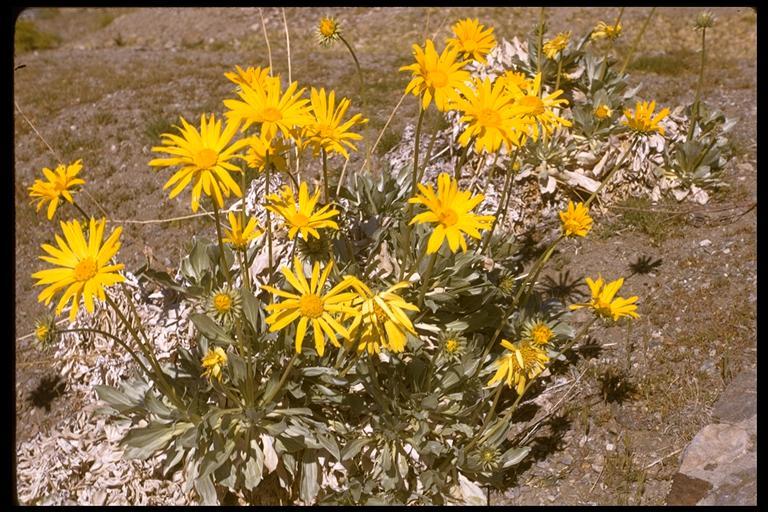 Image of Panamint daisy