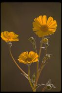 Geraea canescens Torr. & A. Gray的圖片