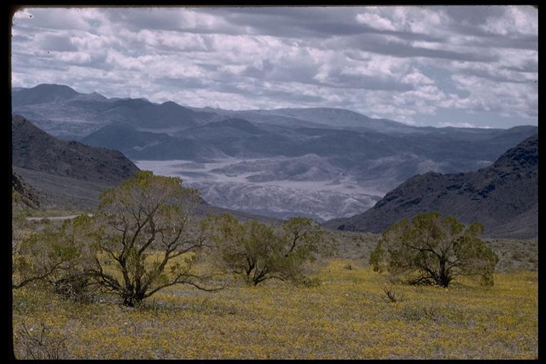 Image de Eriophyllum ambiguum (A. Gray) A. Gray