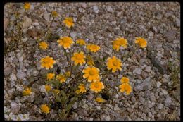 Image de Eriophyllum ambiguum (A. Gray) A. Gray