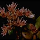 Image of roseflower stonecrop