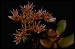 Sedum laxum (Britt.) Berger的圖片