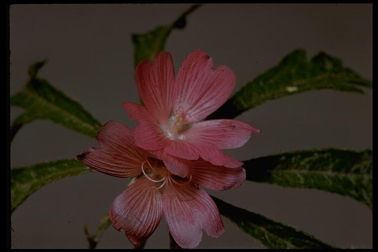 Image of checkerbloom