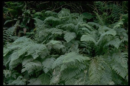 Image of <i>Athyrium filix-femina</i> var. <i>cyclosorum</i>