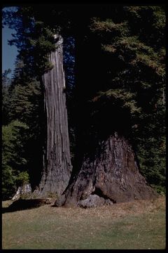 Imagem de Sequoia sempervirens (D. Don) Endl.