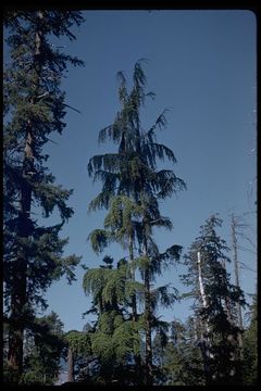 Image of western hemlock