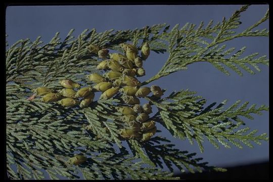 Image of Canoe Cedar