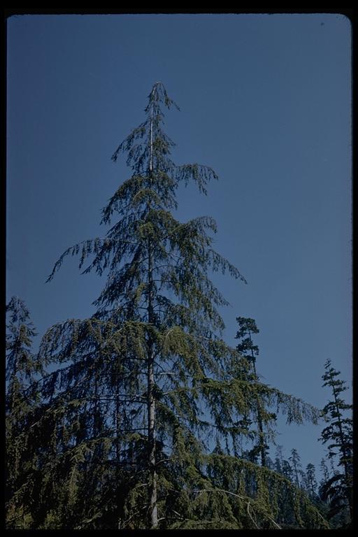 Image of western hemlock