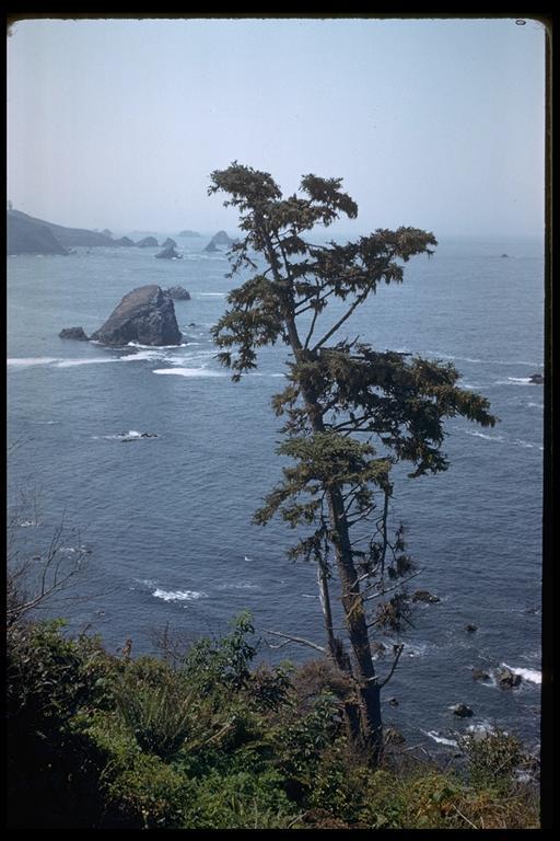 Image of Sitka Spruce