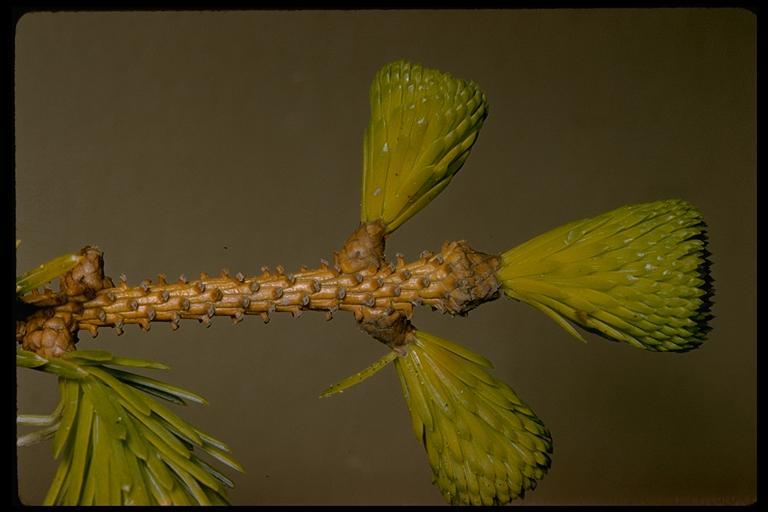 Image of Sitka Spruce