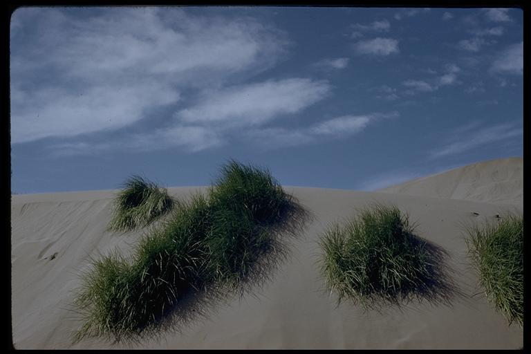 Image of European beachgrass