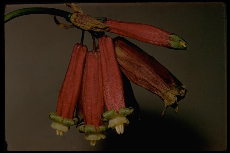 Imagem de Dichelostemma ida-maia (Alph. Wood) Greene