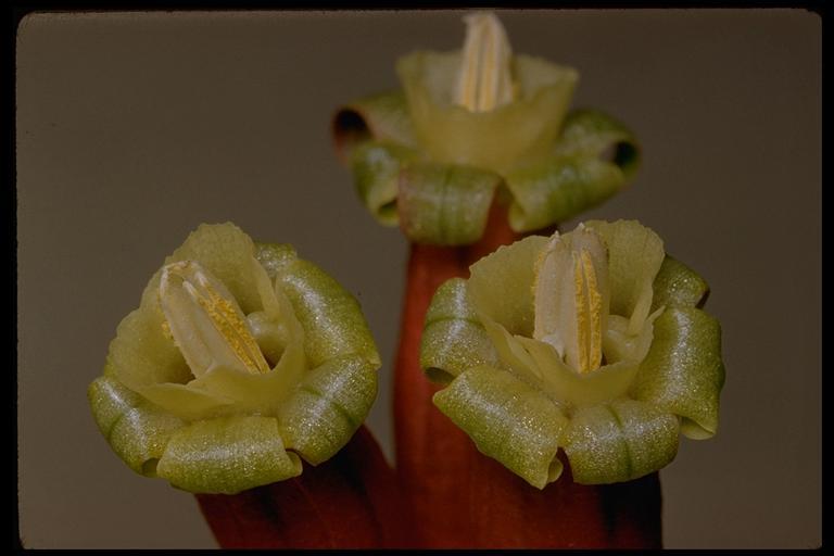 Imagem de Dichelostemma ida-maia (Alph. Wood) Greene