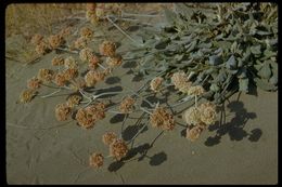 Image of seaside buckwheat