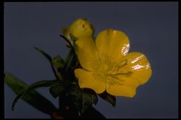 Image of creeping buttercup