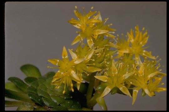 Imagem de Sedum spathulifolium Hook.