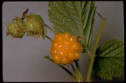 Image de Rubus spectabilis Pursh