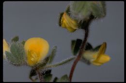 Acmispon brachycarpus (Benth.) D. D. Sokoloff的圖片