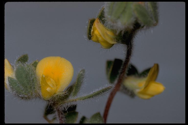 Acmispon brachycarpus (Benth.) D. D. Sokoloff的圖片