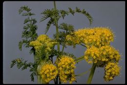 Image of common lomatium