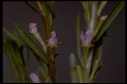 Image of loosestrife