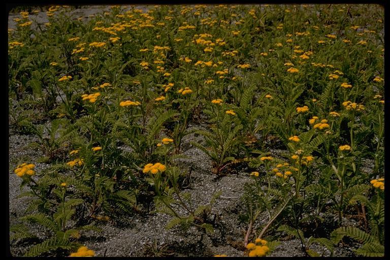 Image of Lake Huron tansy