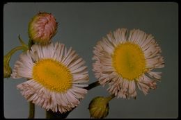 Слика од Erigeron glaucus Ker-Gawl.