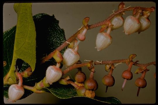 Image of salal