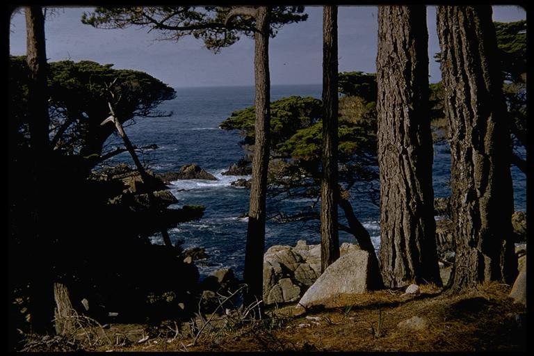 Image of Bishop pine