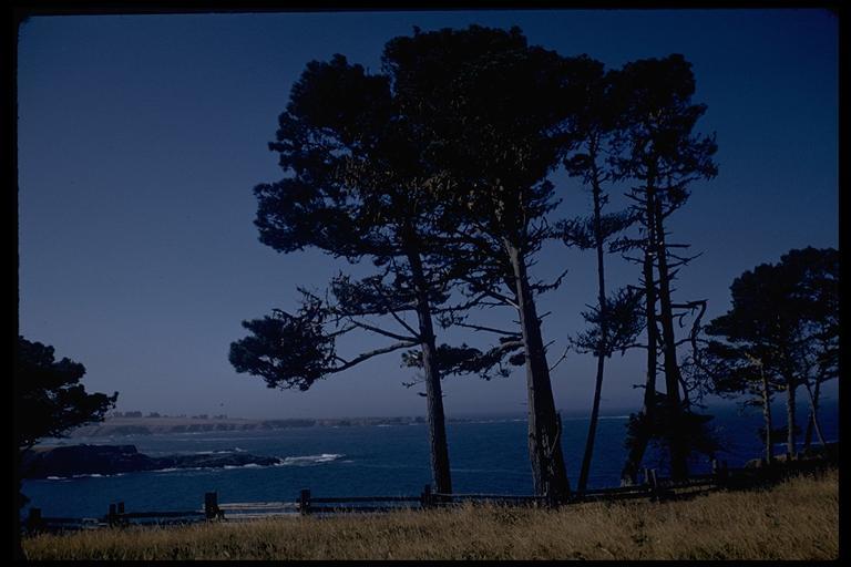 Image of Bishop pine