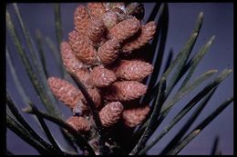 Image of Bishop pine