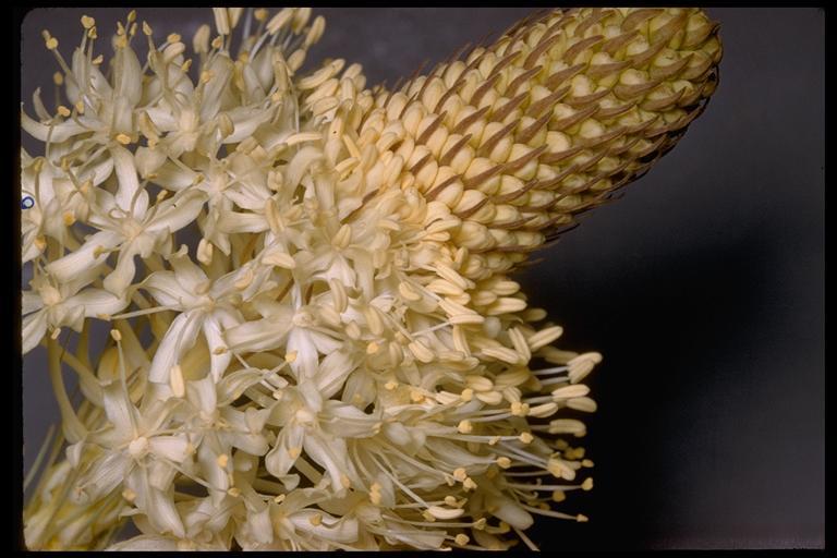 Image of Basket-grass