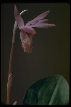 Image of Calypso orchid