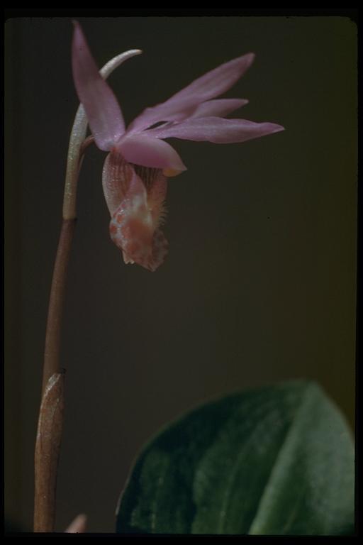 Imagem de Calypso bulbosa (L.) Oakes