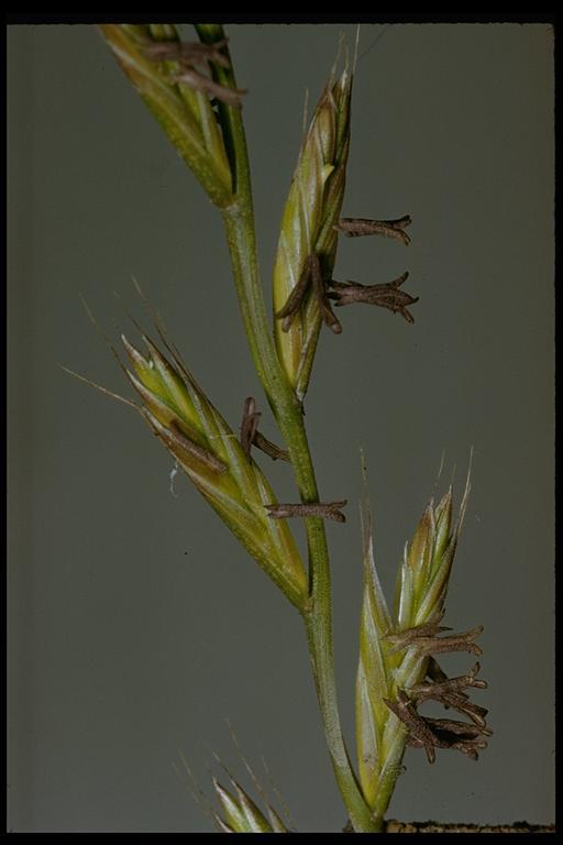 Image of <i>Festuca perennis</i>